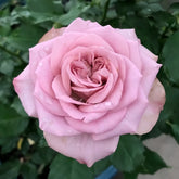 Mont Marte Rose